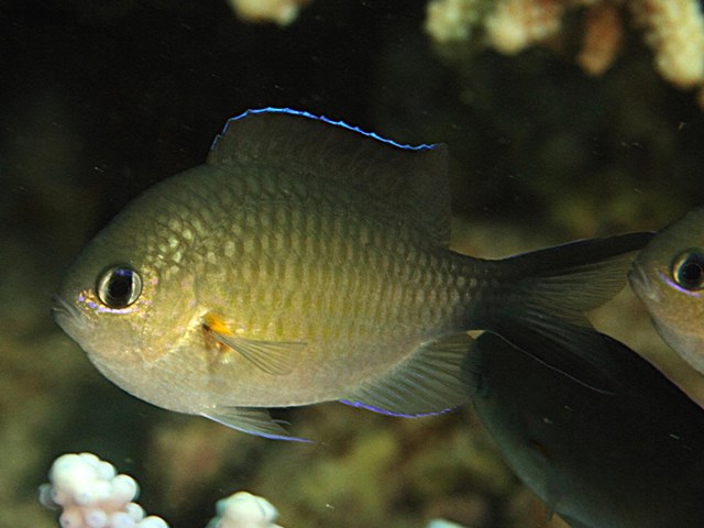 Chromis flavaxilla